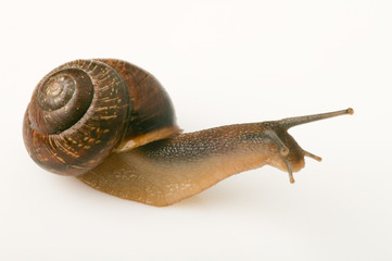 Snail_d