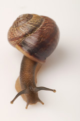 Snail