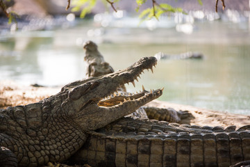 two American crocodile