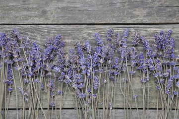 Dry lavender flowers on the wooden background