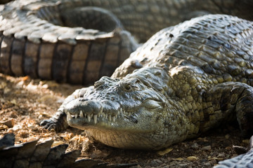 American Crocodile
