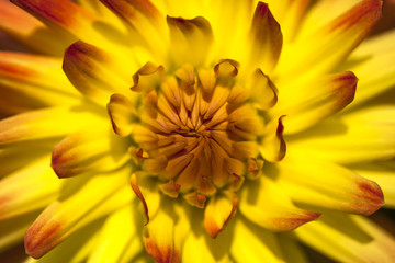 Single flower of dahlia colorl red and orange