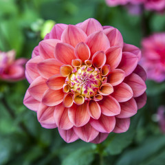 Single flower of dahlia colorl red