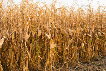 Feed Corn drying in the field