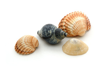 Schnecke und verschieden Muscheln