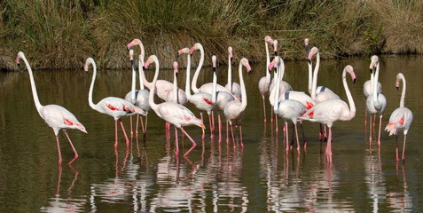 Greater flamingos, phoenicopterus roseus, Camargue, France