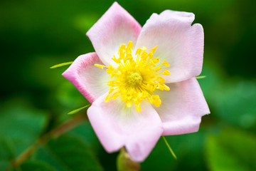 Pale pink rose flower