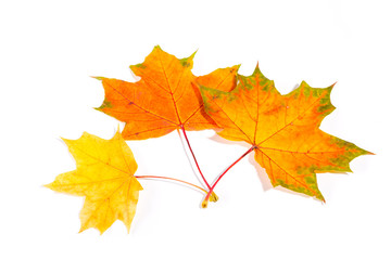 Naklejka na ściany i meble maple autumn leaves isolated on white background