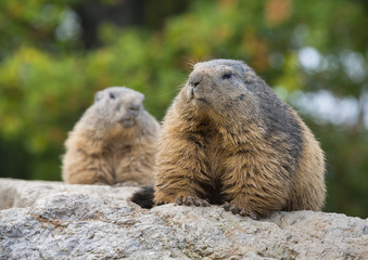 pair of marmots resting on a stone