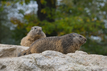 pair of marmots resting on a stone