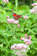 Peacock Butterfly on a Blossom