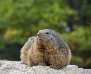 marmot resting on a stone