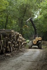 Freshly cut timber awaiting transportation