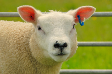 Texel Sheep - obrazy, fototapety, plakaty
