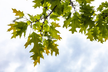 Green branches of the oak tree with tiny young acorns