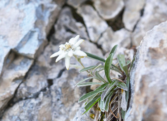 Edelweiss (Leontopodium alpinum)