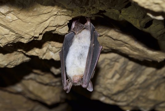 Greater mouse eared bat (Myotis myotis)
