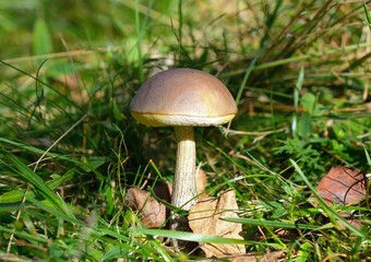 Mushroom (boletus edulis) in the autumn forest