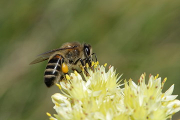 Abeille sur un sedum