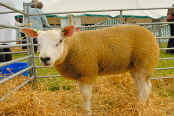 Texel Sheep