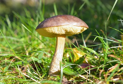 Mushroom (boletus edulis) in the autumn forest