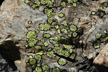 Lichen carte-géographique (Rhizocarpon geographicum)