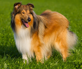 Langhaar-Collie dark-sable