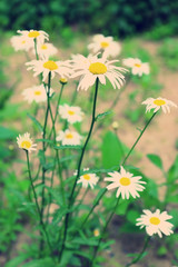 Beautiful daisy flowers, outdoor