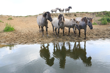 Konikpferde am Wasser