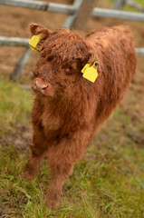 	Scotish Cow