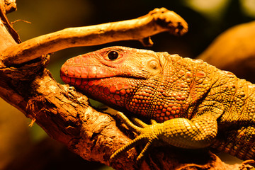 Caméléon Zoo de Beauval