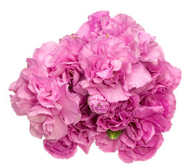 カーネーション