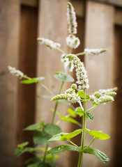 Fresh mint flowers in garden