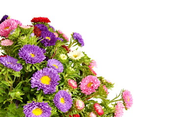 Beautiful aster flower, right you can write some text
