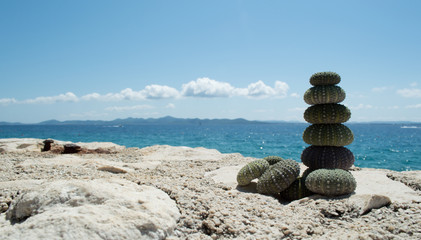 Sea urchin shells on rock with sea in background