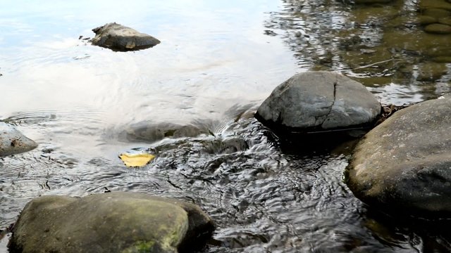 Ruscello, foglie nella corrente, corso di acqua