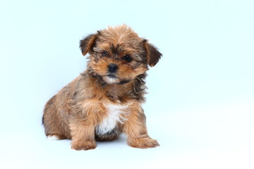 Small fluffy puppy on white background