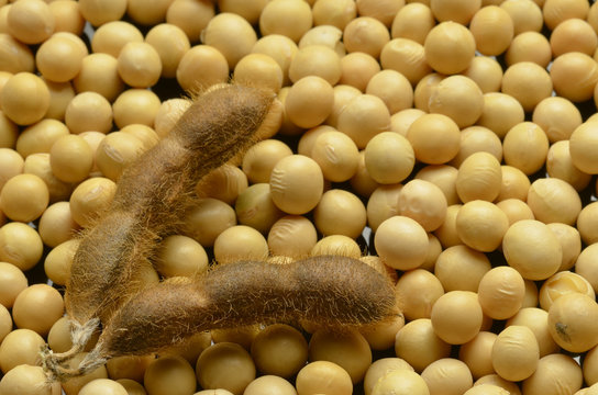 Glycine max Soybean Sojaboon Sojabohne Soya bean Соя