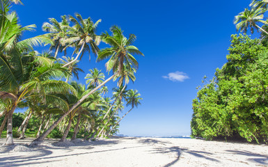 Fototapeta na wymiar Tropical Samoa