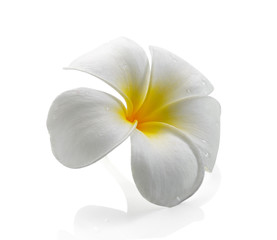 Naklejka na ściany i meble frangipani flower isolated white background