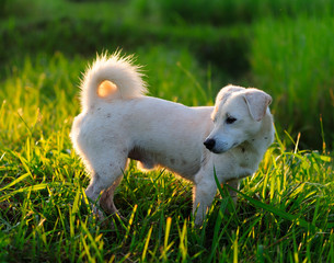 puppy dog in green meadow grass