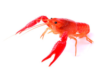 Red crawfish on white background