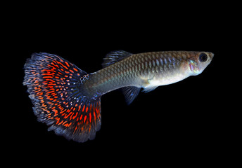 Fototapeta premium Beautiful Female Guppy Isolated on Black Background