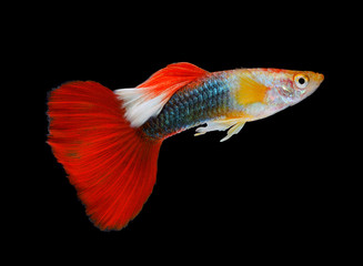 Fototapeta premium Beautiful Guppy Isolated on Black Background