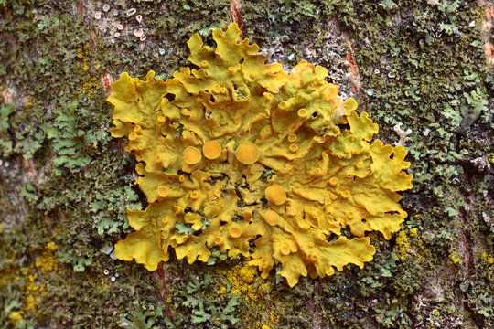 Xanthoria parietina foliose lichen on a bark