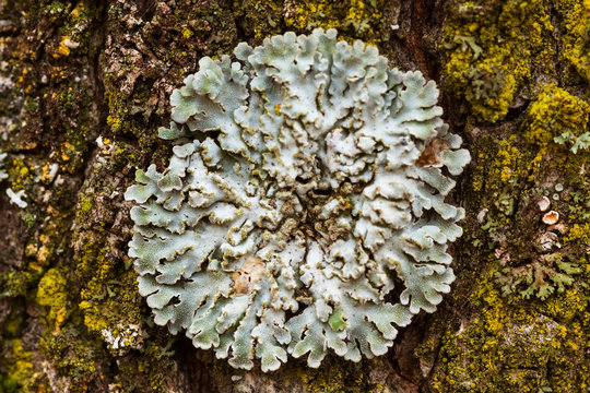 Parmelia foliose lichen on a bark