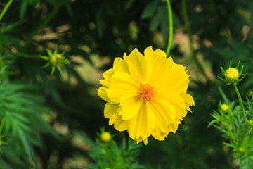 Marigold  flowers field
