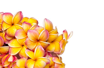 Plumeria