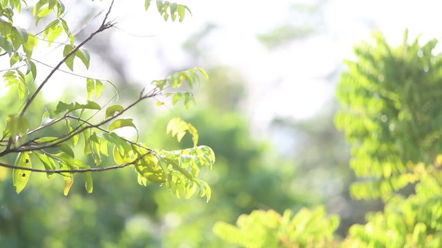 green forest after the rain