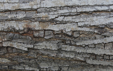 old tree bark texture